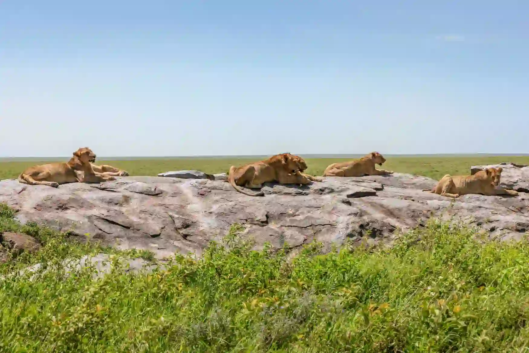  Pride of Lions, Serengeti National Park