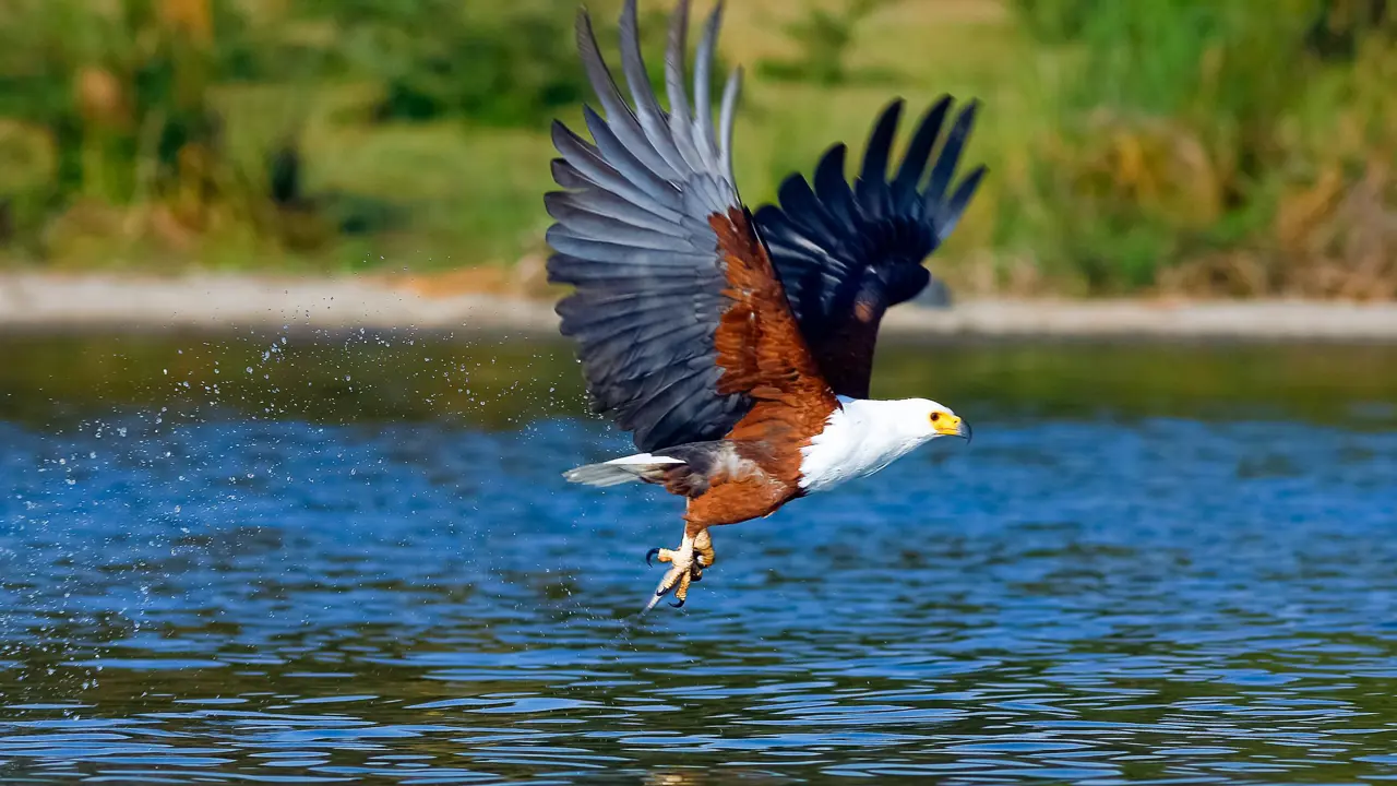 Babanango National Park, African fish eagle