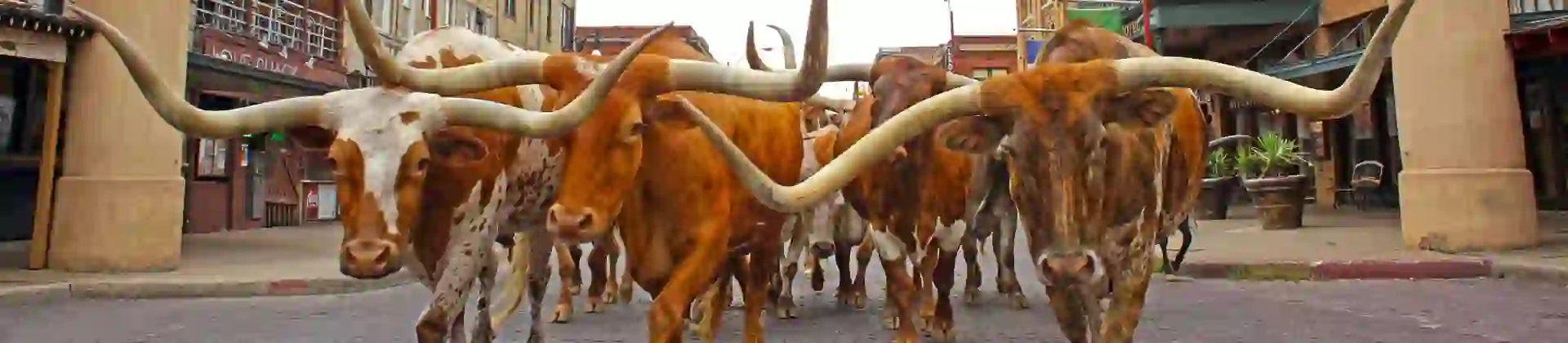 A group of longhorn cattle walking beneath the Fort Worth Stock Yards sign in Texas