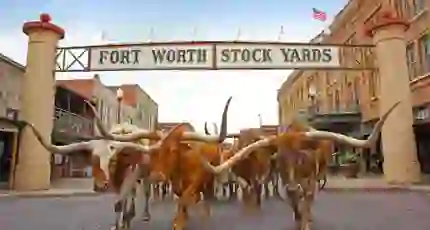 A group of longhorn cattle walking beneath the Fort Worth Stock Yards sign in Texas
