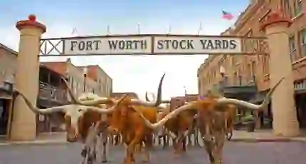 A group of longhorn cattle walking beneath the Fort Worth Stock Yards sign in Texas