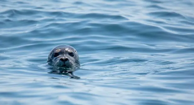 A seal's head poking out of the water and looking into the camera