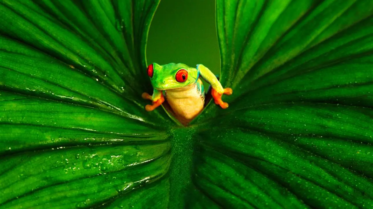 Red-eyed tree frog, Costa Rica