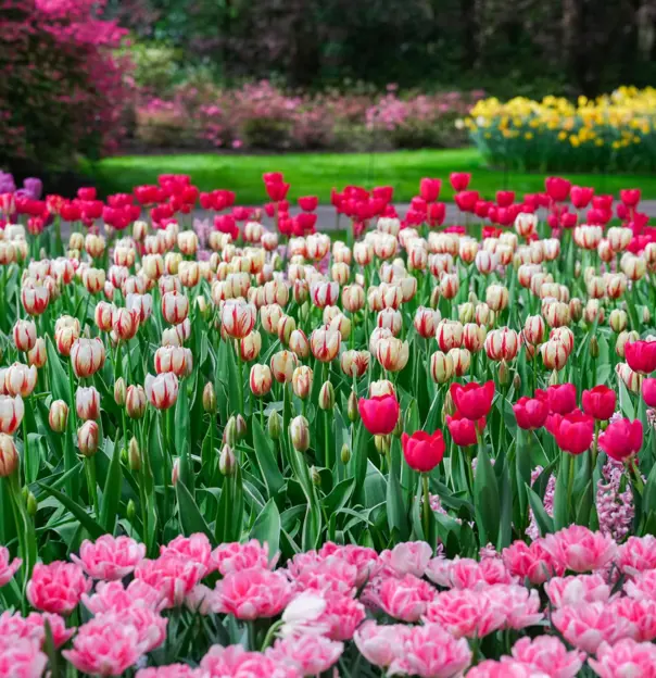 Keukenhof Gardens