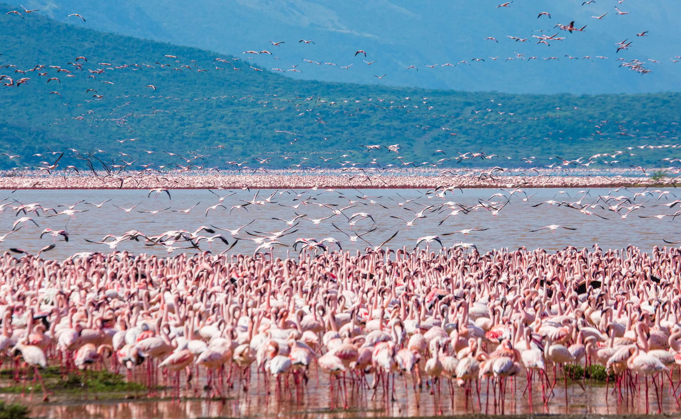 Flamingoes, Lake Nakuru