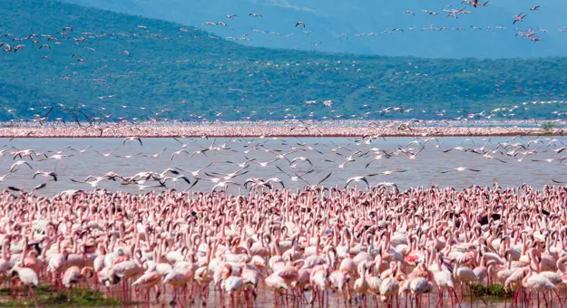 Flamingoes, Lake Nakuru
