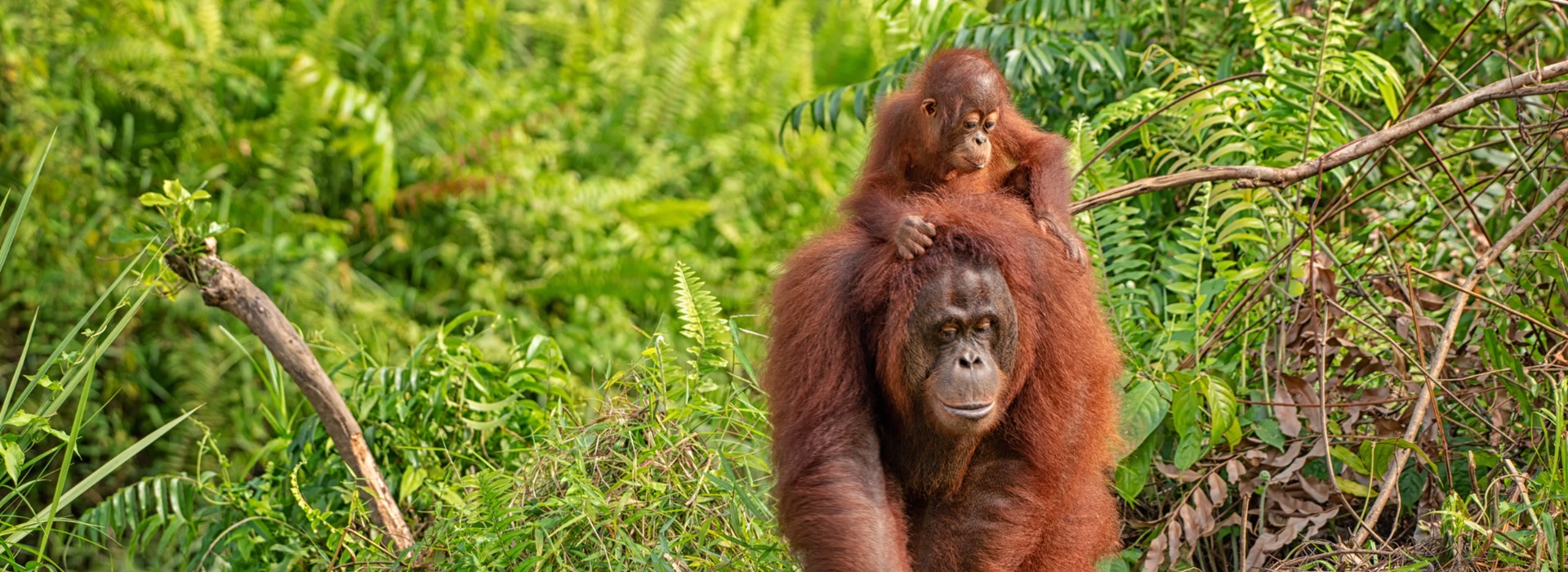 tourhub | Newmarket Holidays | Borneo's Orangutans and Rainforest Adventure 