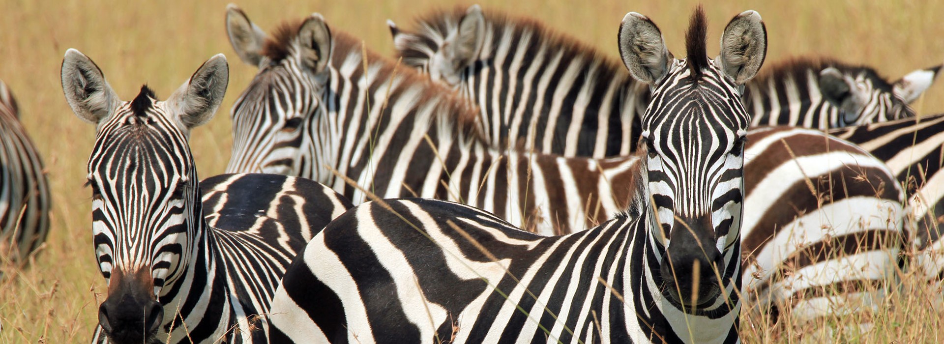 tourhub | Newmarket Holidays | Kenya Grand Safari 