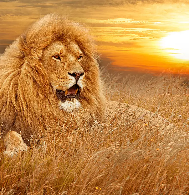 African Adult Lion in Long Grass