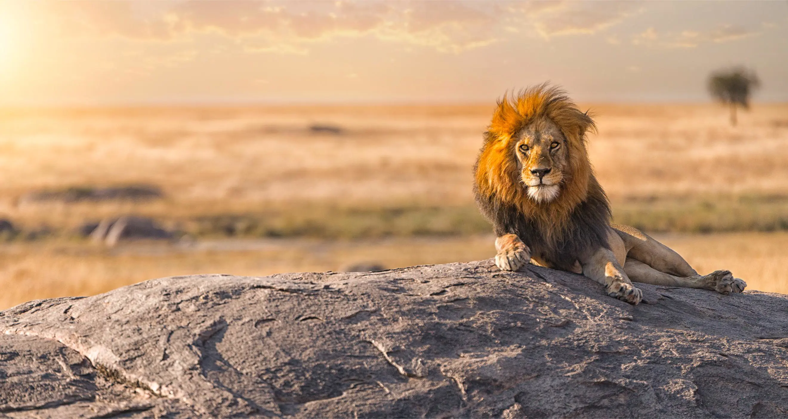 Male lion, Serengeti National Park