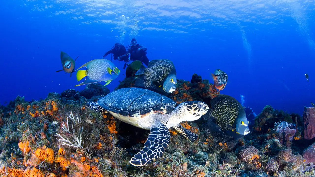 A turtle and angelfish swimming in the coral reef off the Caribbean island of Cozumel
