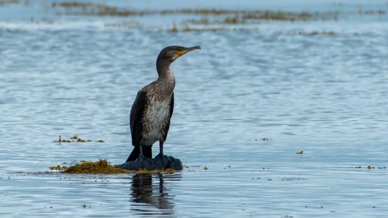 Cormorant