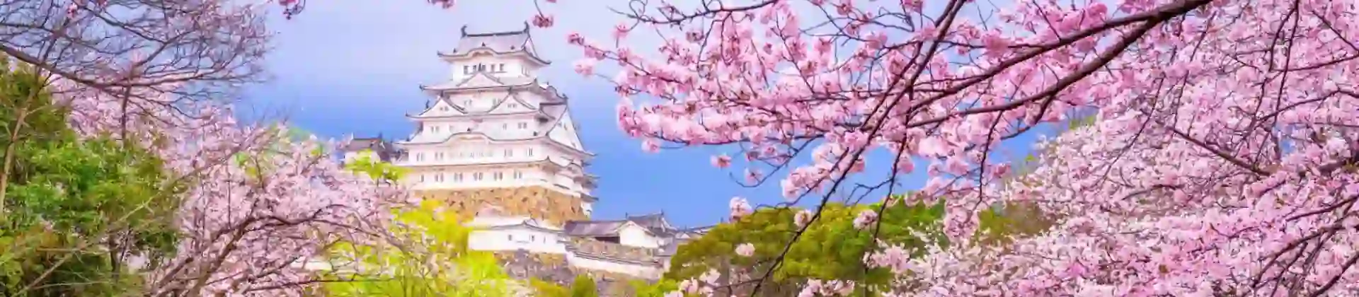 Cherry blossom trees in full bloom in Japan framing a red bridge over a calm river, with Himeji Castle in the background
