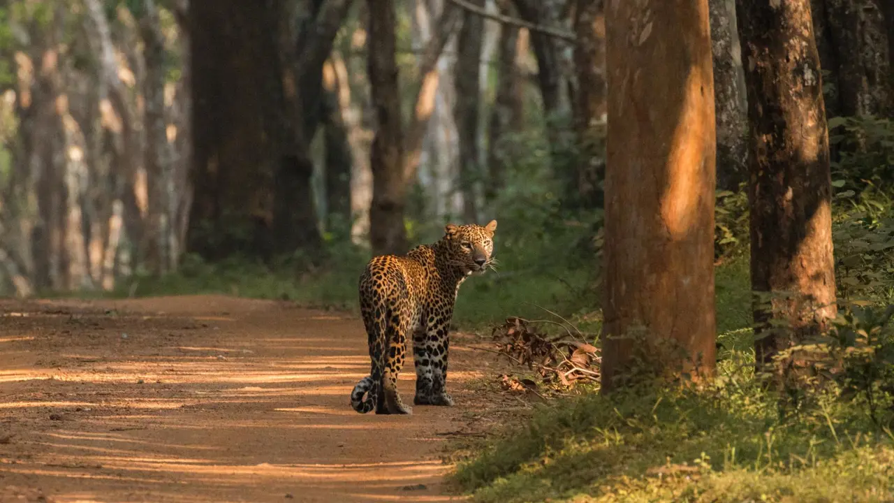 Leopard, Sri Lanka