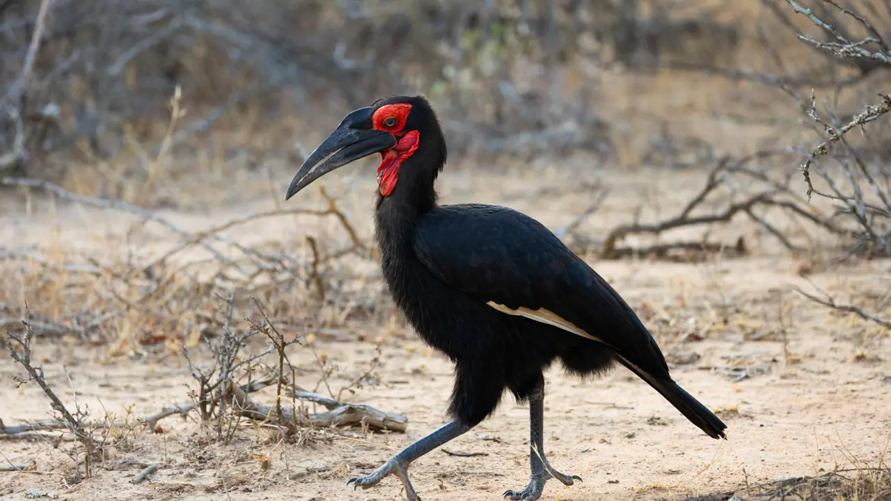 Southern ground hornbill