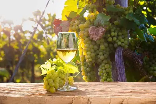 Sh_1918206884 White wine, Vineyard in Chianti, Tuscany, Italy