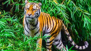 Bengal tiger, Kanha National Park