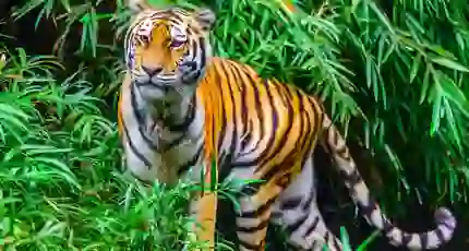 Bengal tiger, Kanha National Park