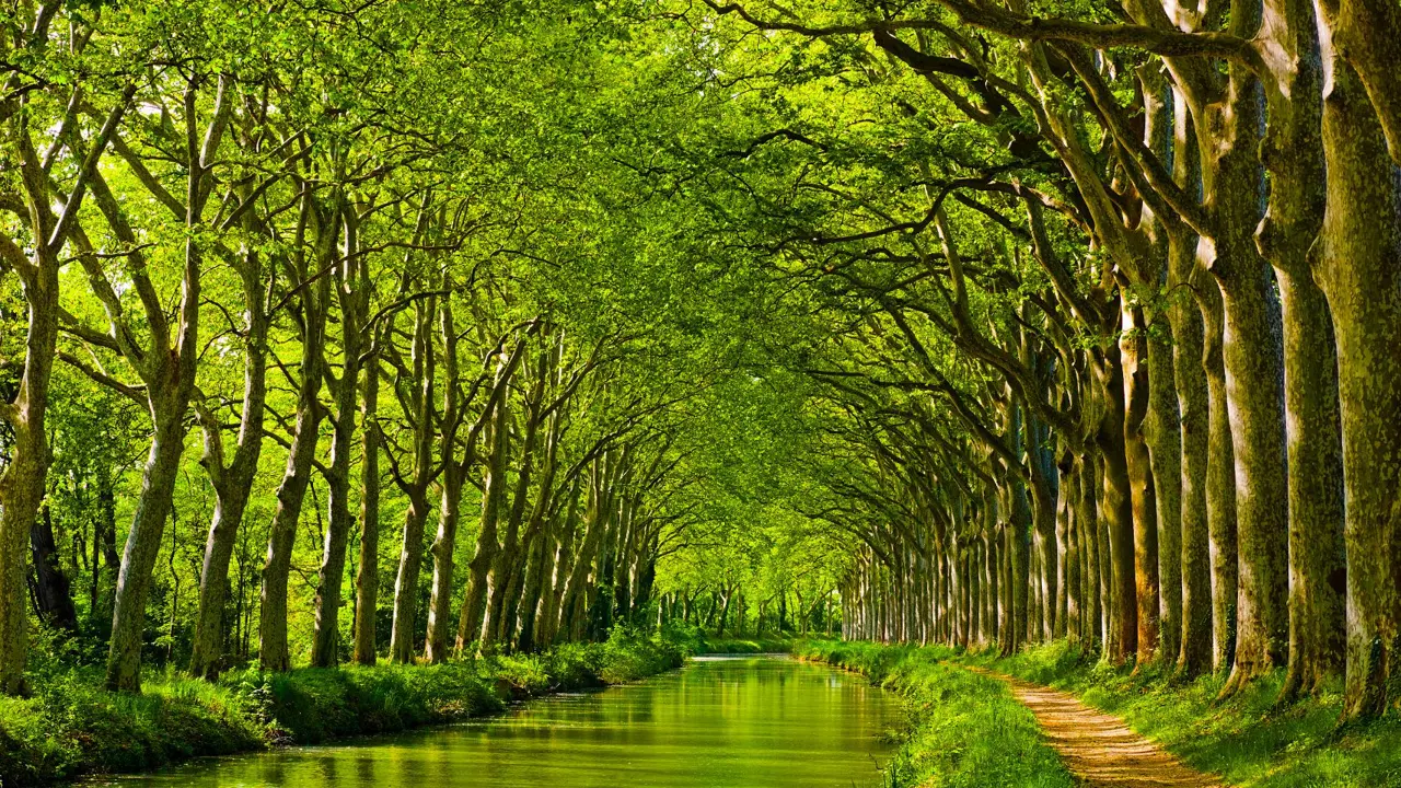 View of a canal with rows of trees on either side, with bright green leaves that curve in towards each other and cover up the sky. A pathway on the right side.