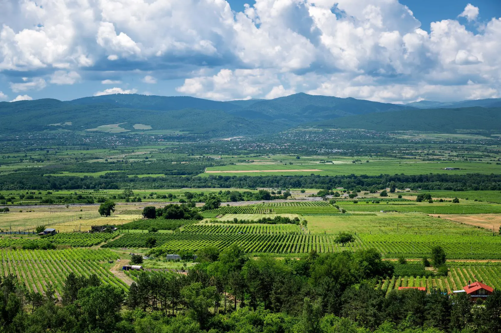 Vineyards and Caucasus Hills, Kakheti Region