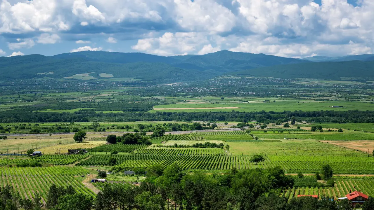 Vineyards and Caucasus Hills, Kakheti Region