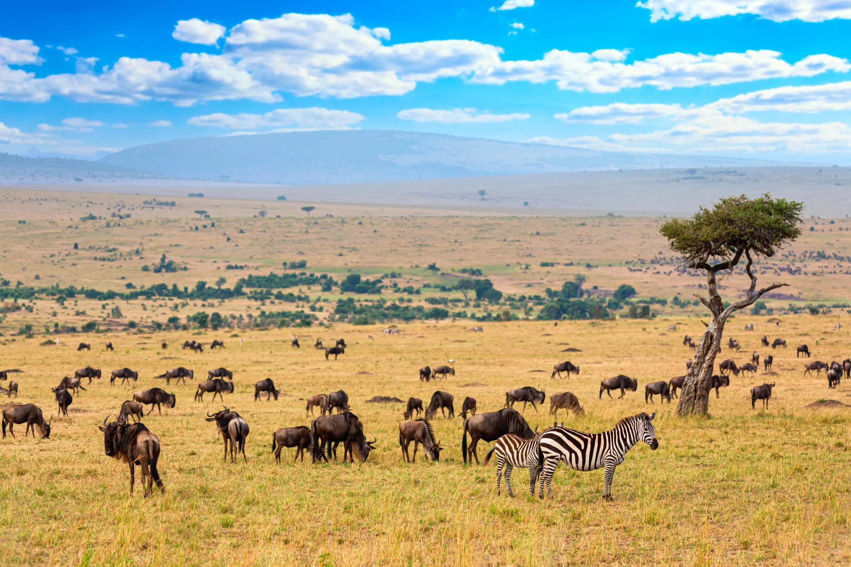 Zebra and wildebeest, Masai Mara National Reserve