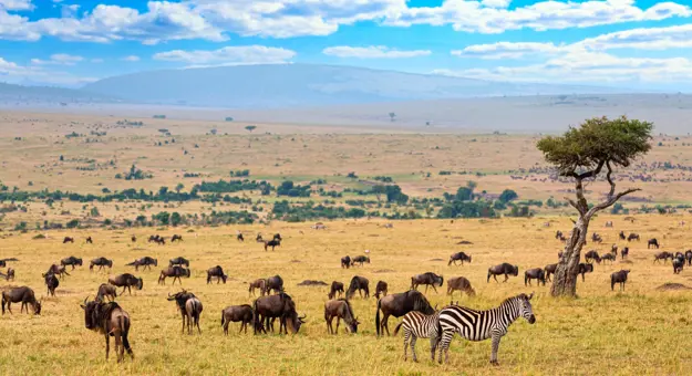 Zebra and wildebeest, Masai Mara National Reserve