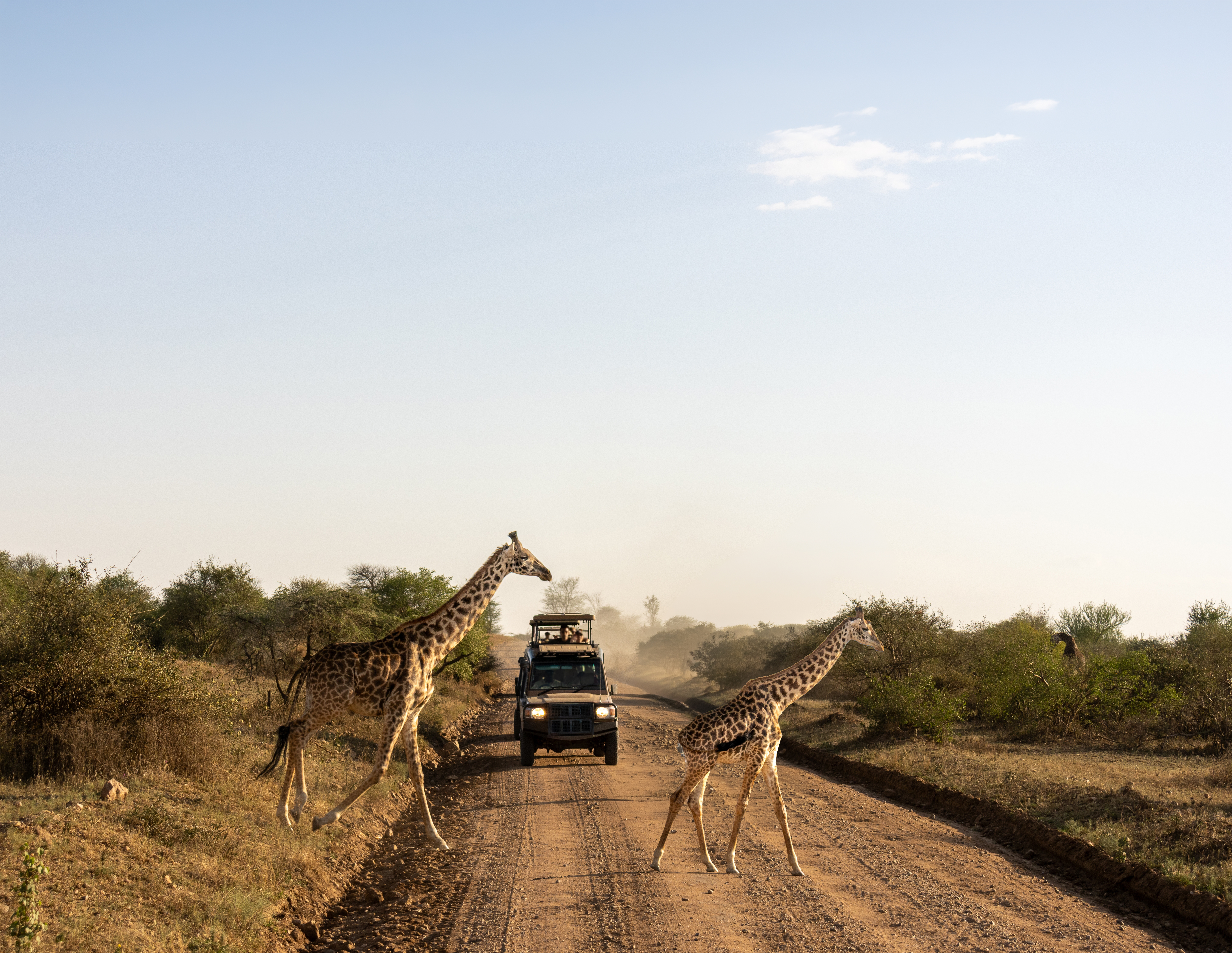 Shutterstock 2686910121 Serengeti National Park, Tanzania