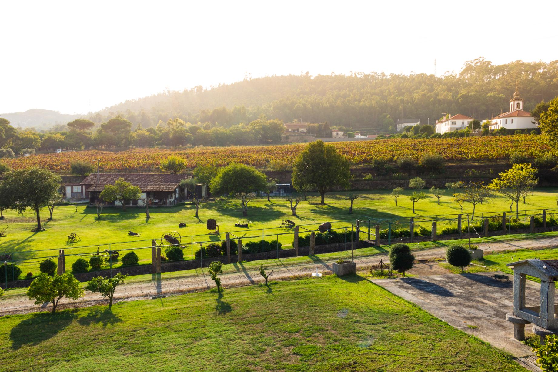 Vineyard, Minho Region