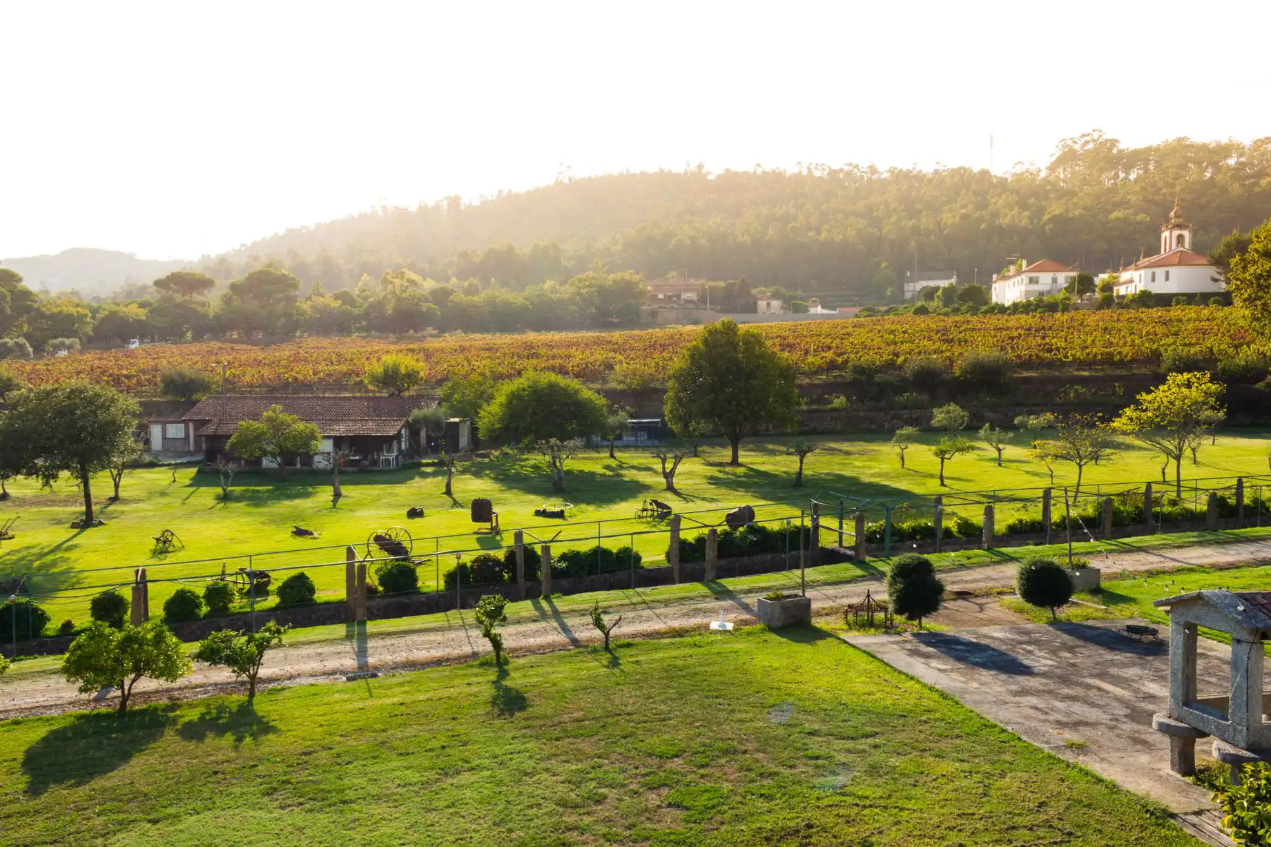 Vineyard, Minho Region