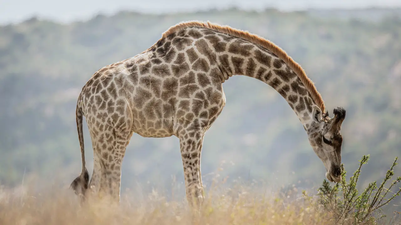 Babanango Game Reserve, giraffe