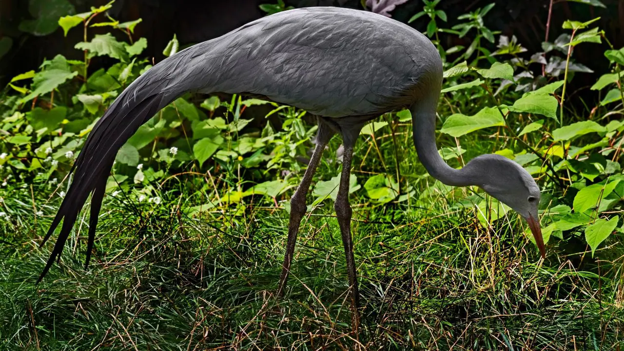 Babanango National Park, blue crane