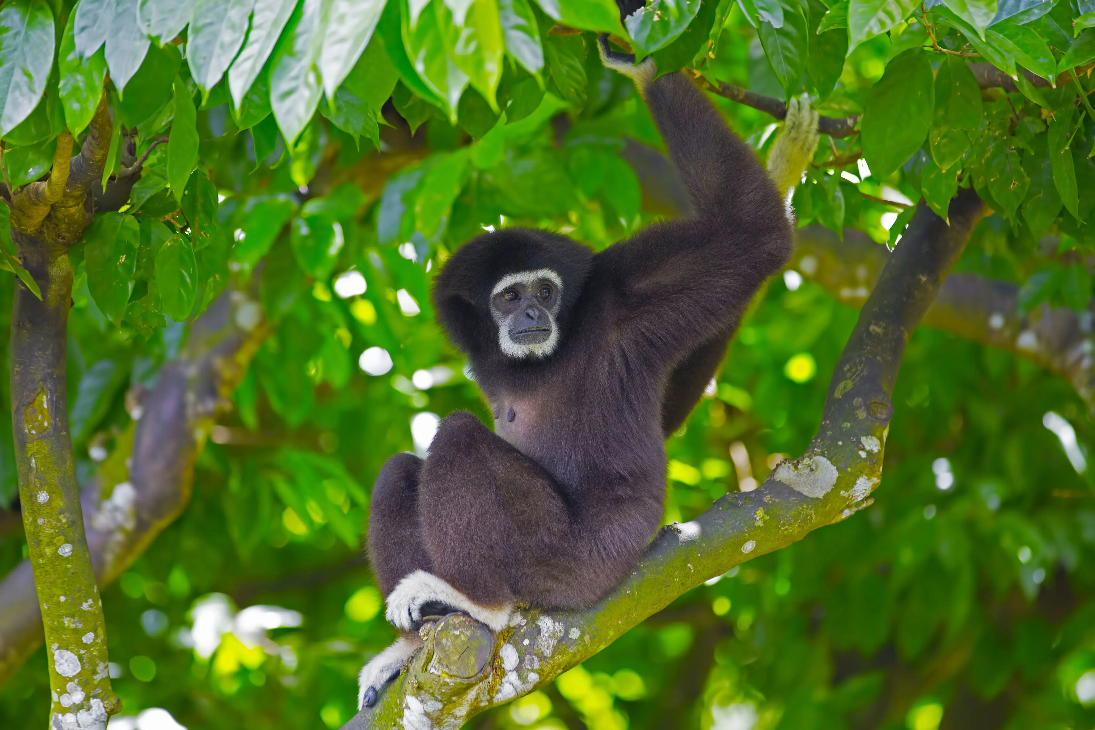 Gibbon monkey, Kota Kinabalu Borneo