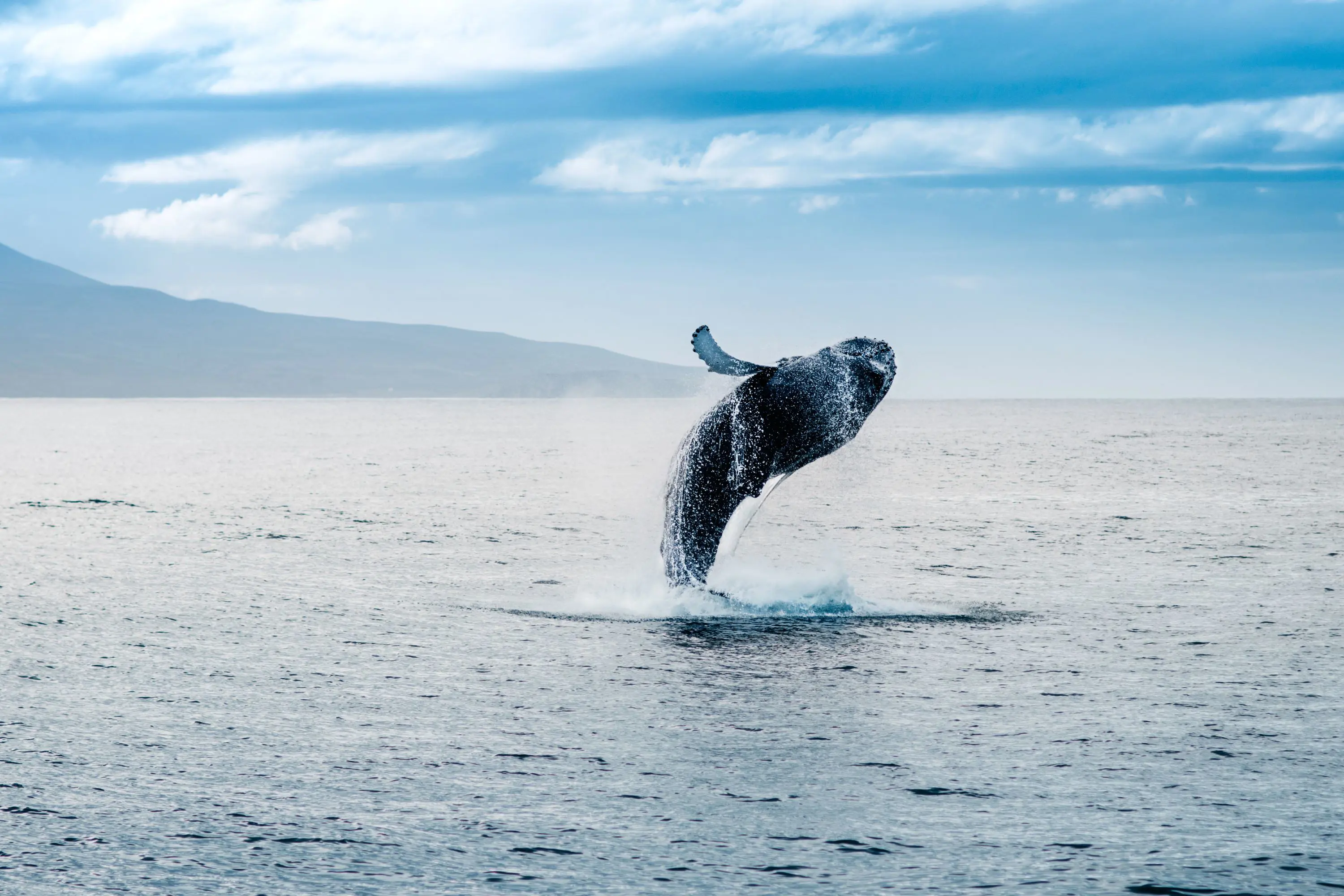 Whale diving out of water