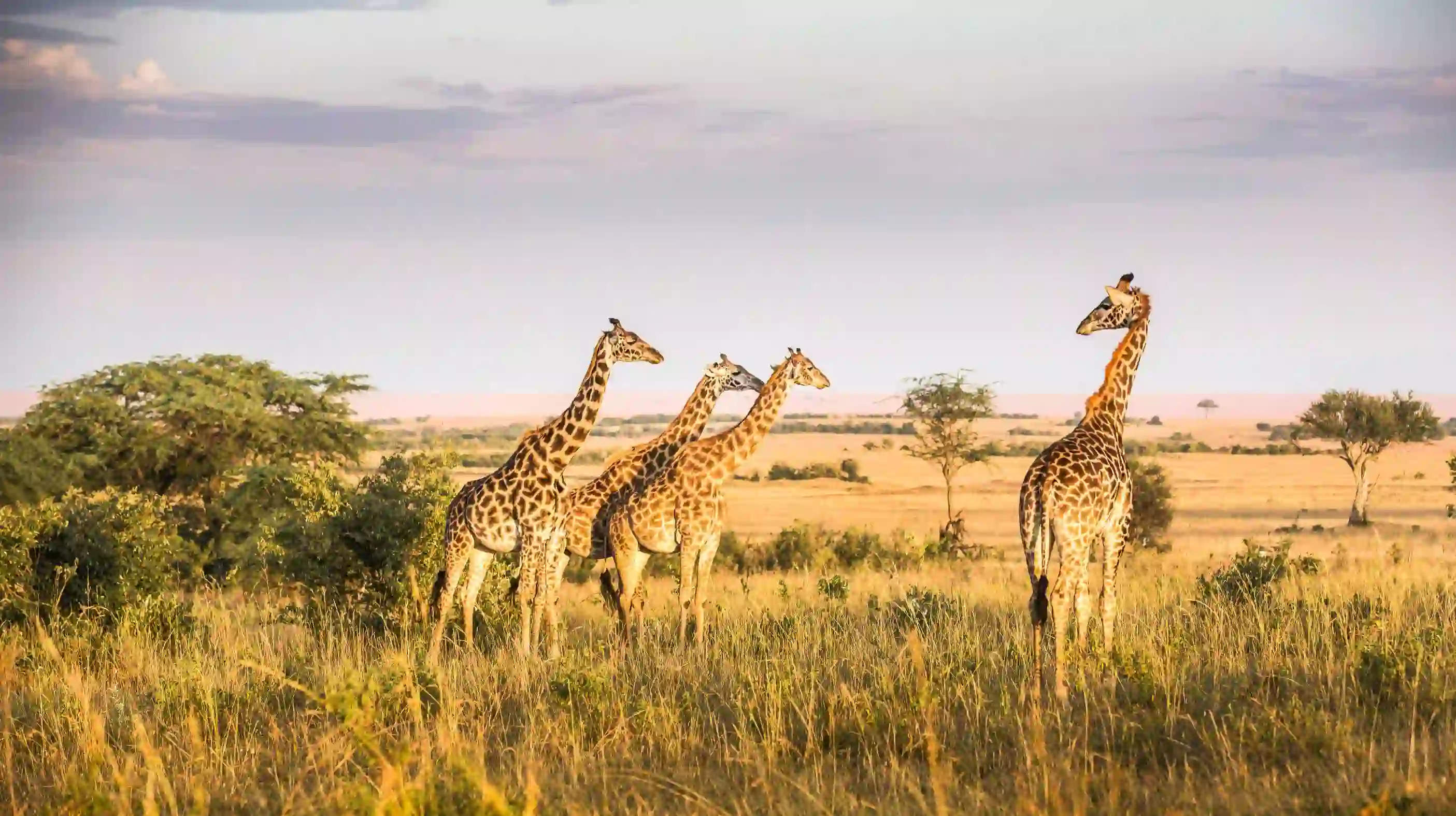 Giraffes In Kenya