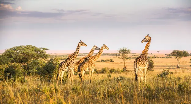 Giraffes