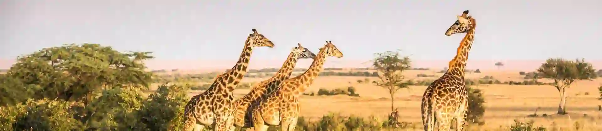 Giraffes