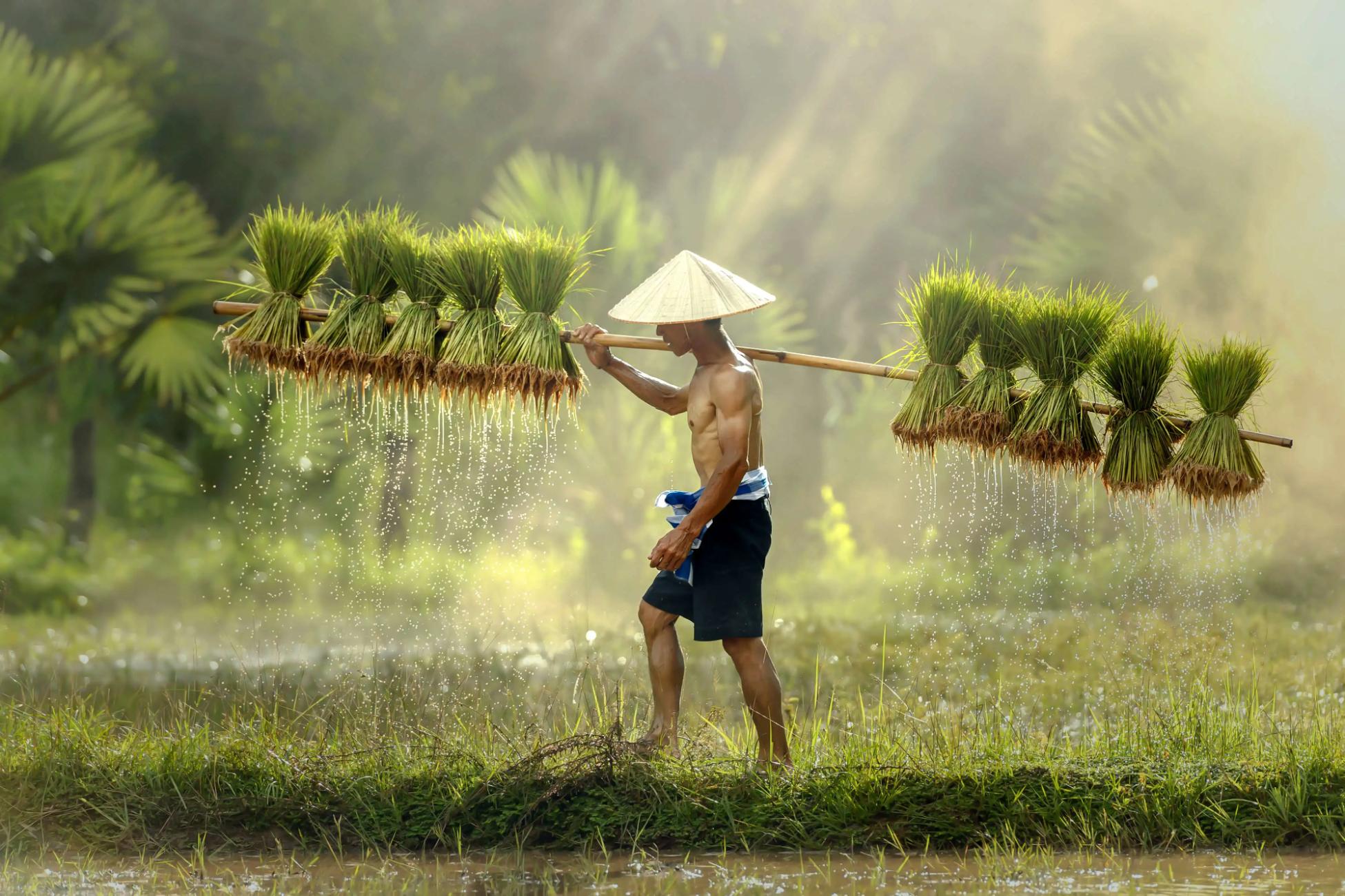 A Thai farmer wearing a conical hat walks through a sunlit field, carrying bundles of wet rice seedlings on a shoulder pole