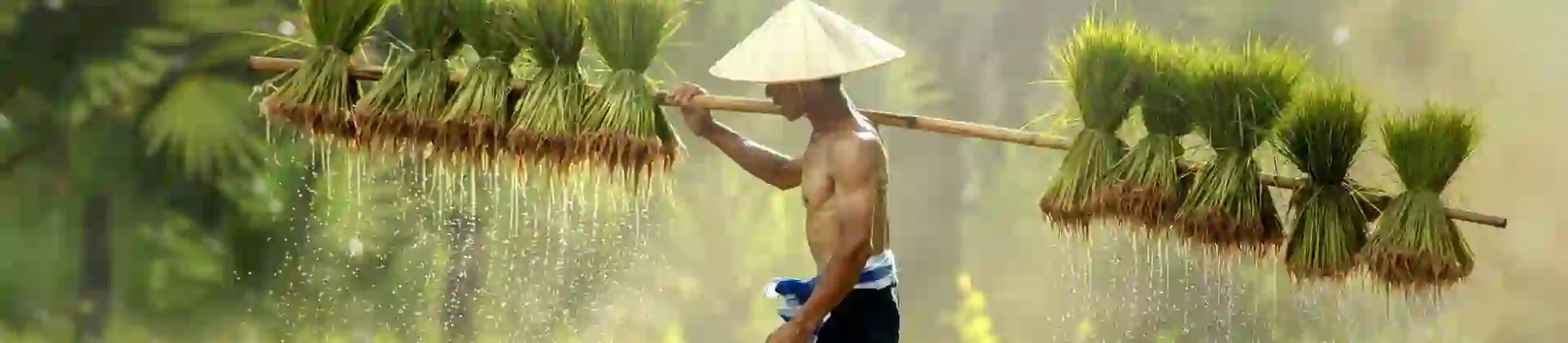 A Thai farmer wearing a conical hat walks through a sunlit field, carrying bundles of wet rice seedlings on a shoulder pole