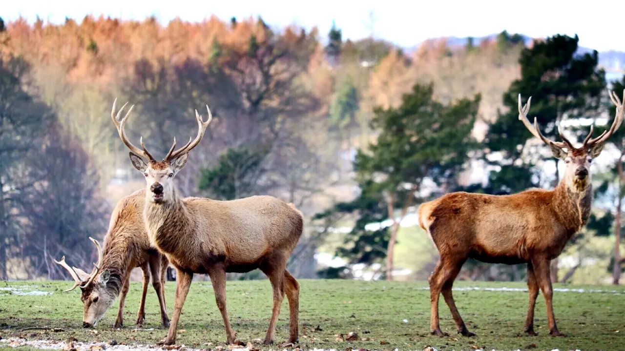 3 deer looking into the camera, with trees behind them