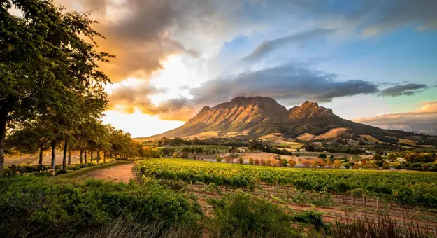Scenic view of the Winelands in South Africa, with rows of vineyards stretching across rolling hills, framed by mountains under a warm sunset sky