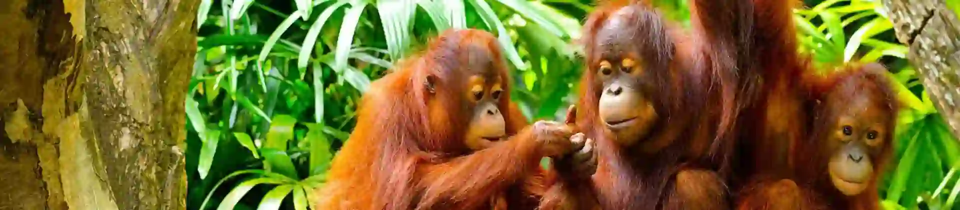 Three orangutans sitting and playing on a tree branch in a lush tropical rainforest in Borneo