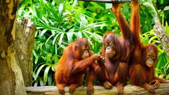 Three orangutans sitting and playing on a tree branch in a lush tropical rainforest in Borneo