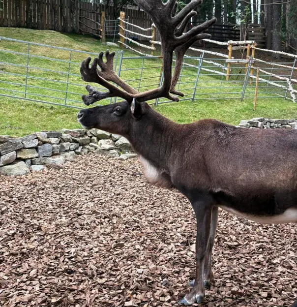 Cairngorm Reindeer Centre