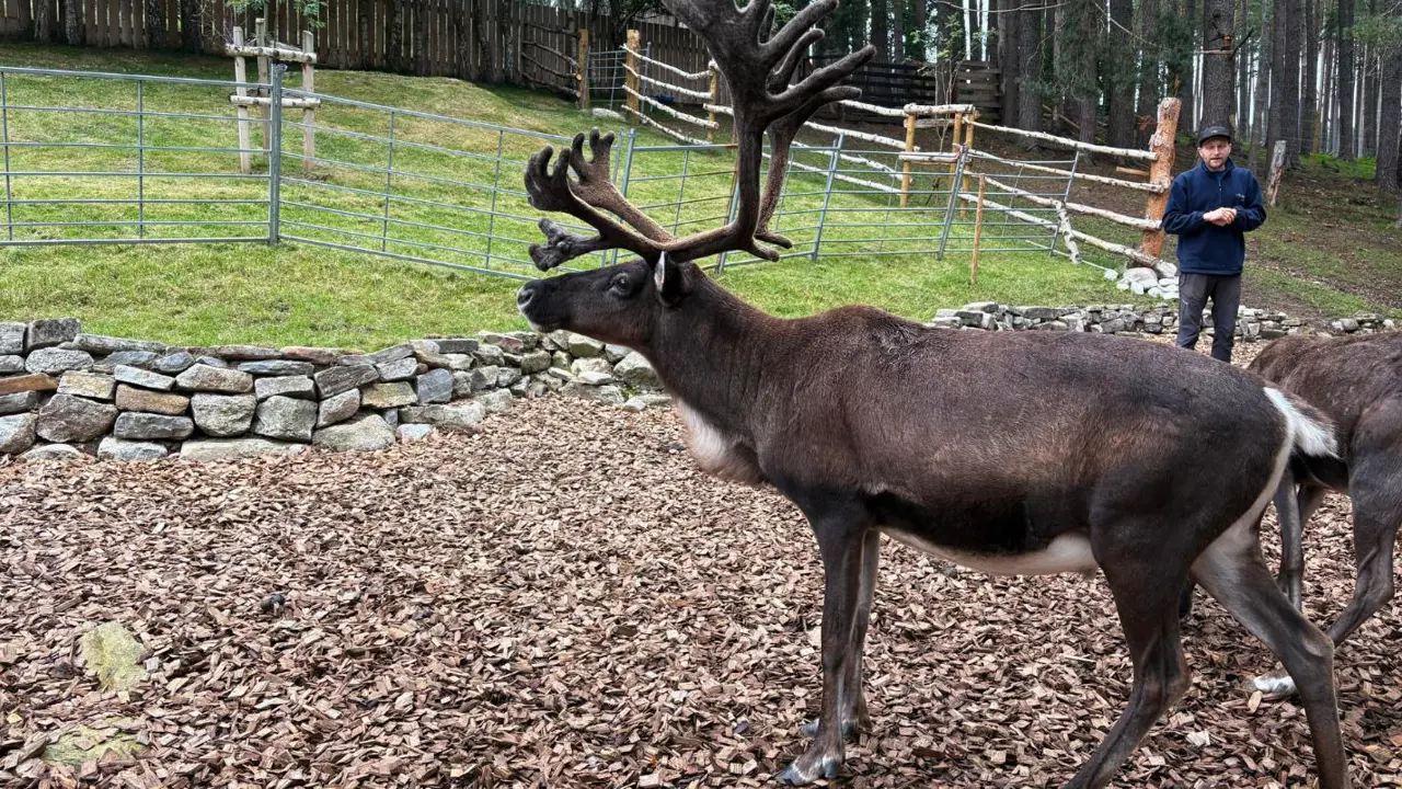 Cairngorm Reindeer Centre