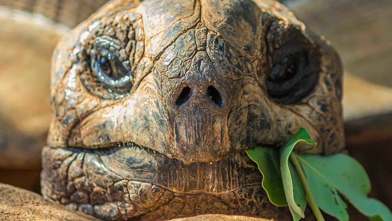 Close up of a giant tortoise, Galápagos Islands
