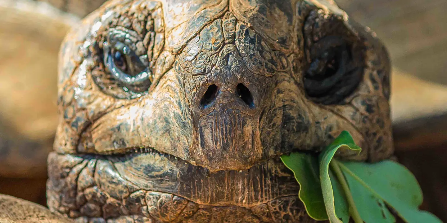 Close up of a giant tortoise, Galápagos Islands