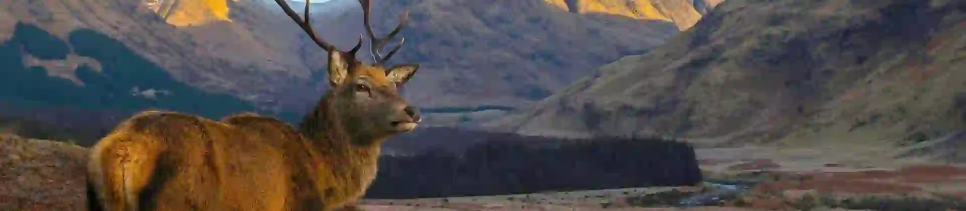 A red deer standing in a glen with snow-capped mountains in the distance in the Scottish Highlands