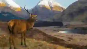 A red deer standing in a glen with snow-capped mountains in the distance in the Scottish Highlands