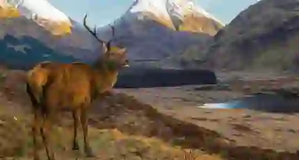 A red deer standing in a glen with snow-capped mountains in the distance in the Scottish Highlands